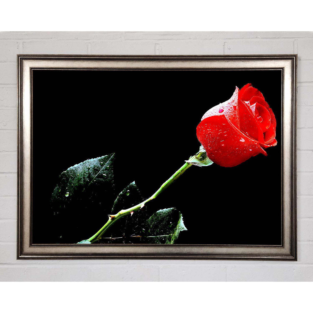 Gerahmtes Wandbild Love of a Single Red Rose