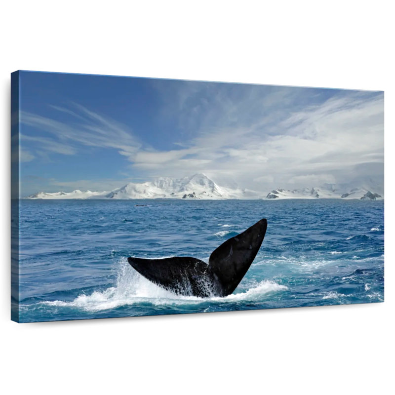 Queue de baleine de l'Antarctique Keesha