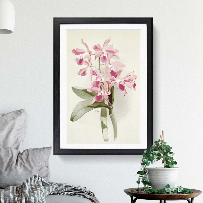 Magnolia Flowers Illustration Tab. 20 by Frederick Sander - Picture Frame Painting Print, Black, 76cm H x 50cm W x 2cm D