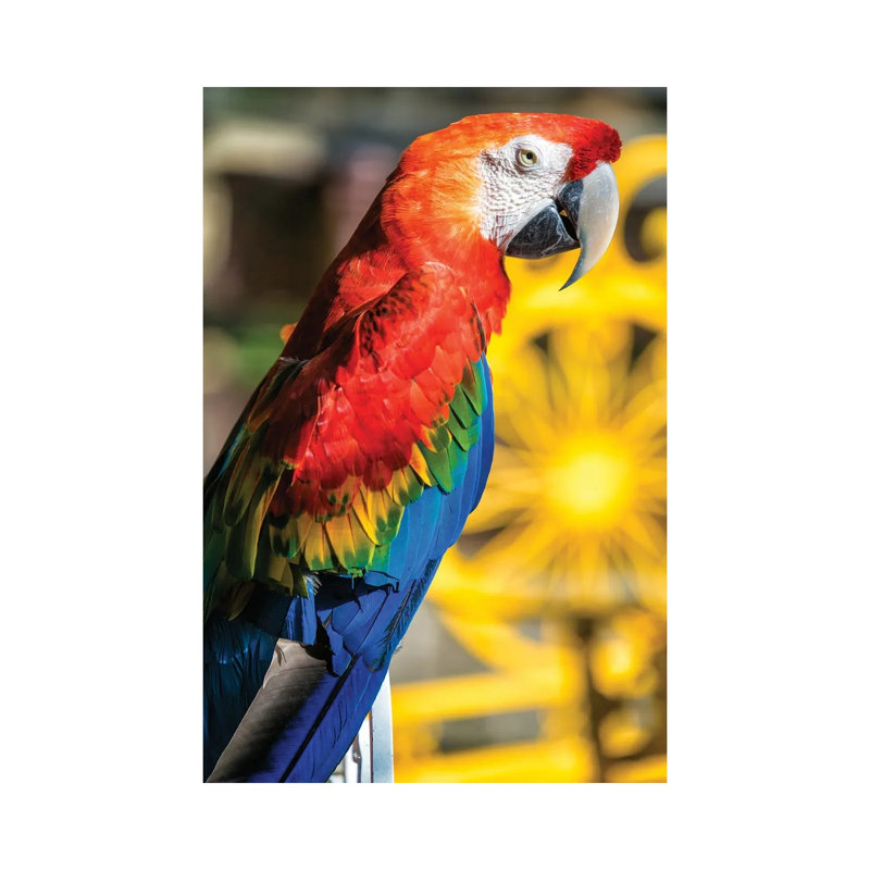 Blue And Yellow Macaw by Glauco Meneghelli - Wrapped Canvas Gallery-Wrapped Canvas Giclée, 20.32 cm H x 30.48 cm W