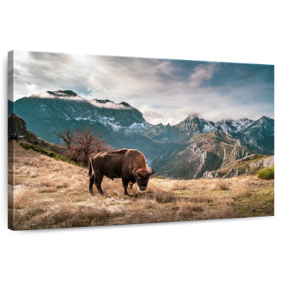 Brampt Bison By The Mountains