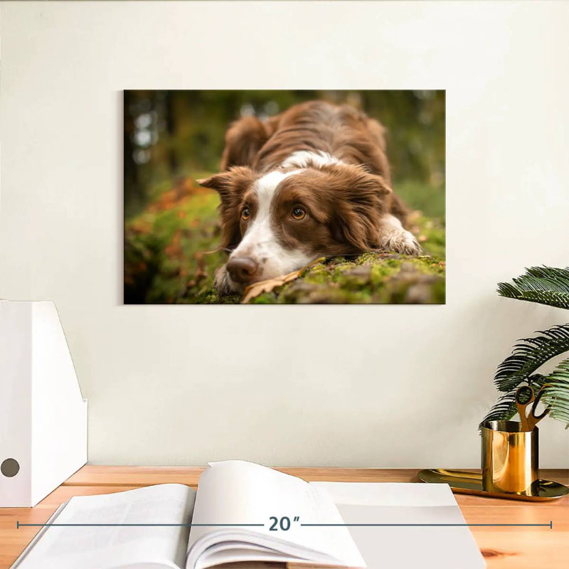 Brampt Lovable Border Collie, 8'' H x 12'' W