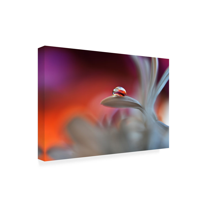 Art sur toile «bolche Heidi Westum Happy Colors», H 12 po x l 19 po