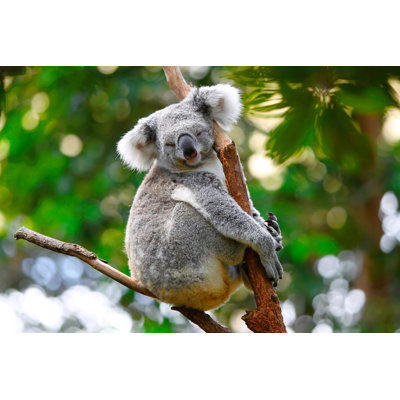 " Sleeping Koala " by Pierrebillez