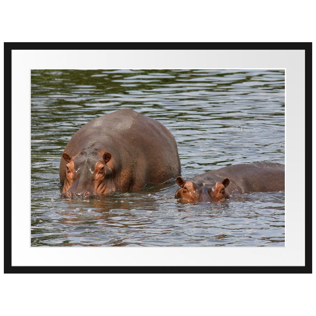 Gerahmtes Poster Zwei Flusspferde im hohen Wasser