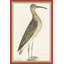 18th Century Bird Re-Strikes I Framed Painting