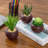 7'' Faux Succulent in Ceramic Pot