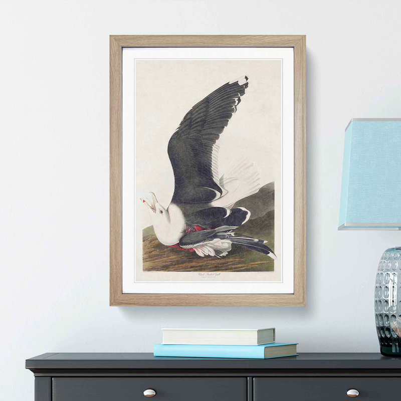 Black-Backed Gull by John James Audubon - Picture Frame Art Print, 65cm H x 48cm W x 2cm D, Oak Framed