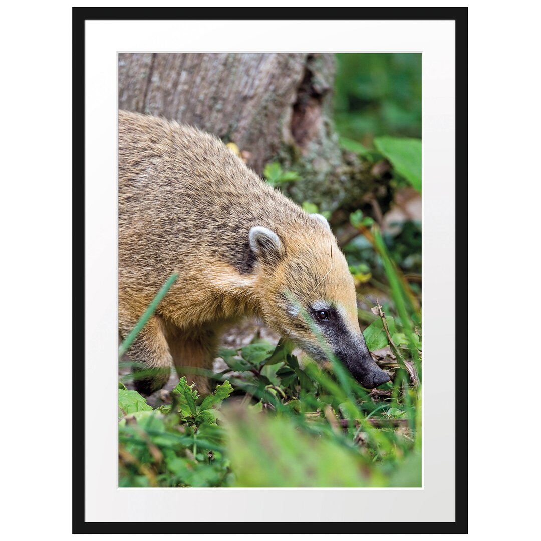 Gerahmtes Poster Nasenbär auf Nahrungssuche