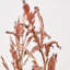 Dried Flower Bunch-119034006-119034007