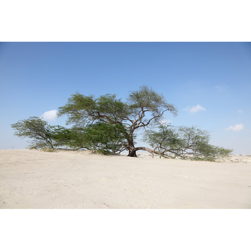 Laverl Tree in Bahrain 1 Piece Wrapped Canvas Wall Art, 51cm H x 76cm W x 3.8cm D