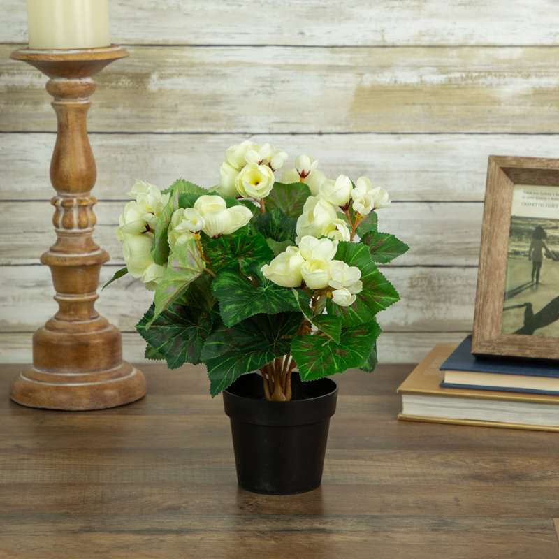 Serene Cream Silk Begonia in Black Pot 11" Artificial Floral Display