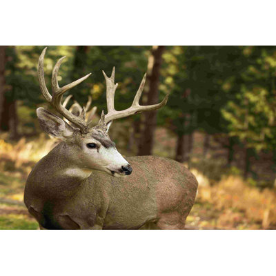 Deer Watch II