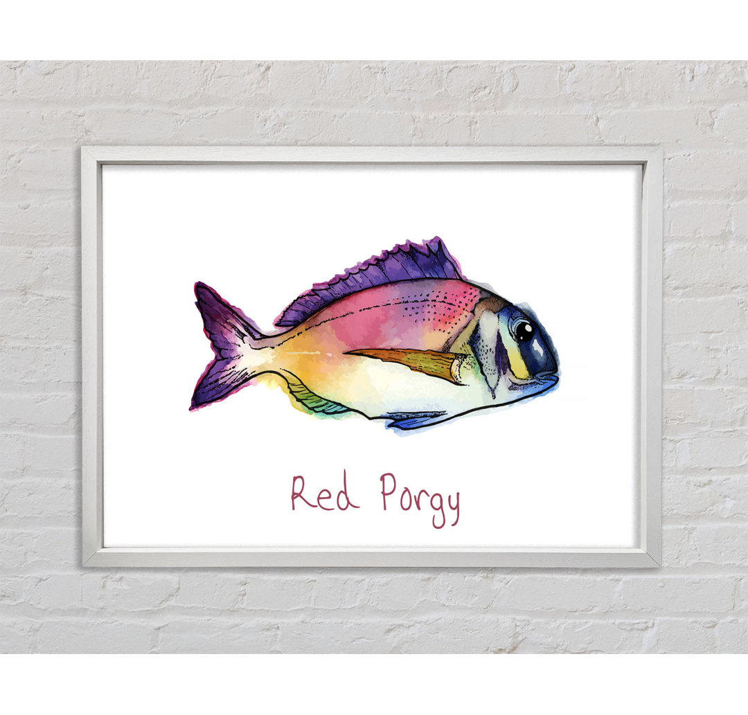 Red Porgy Regenbogen - Druck