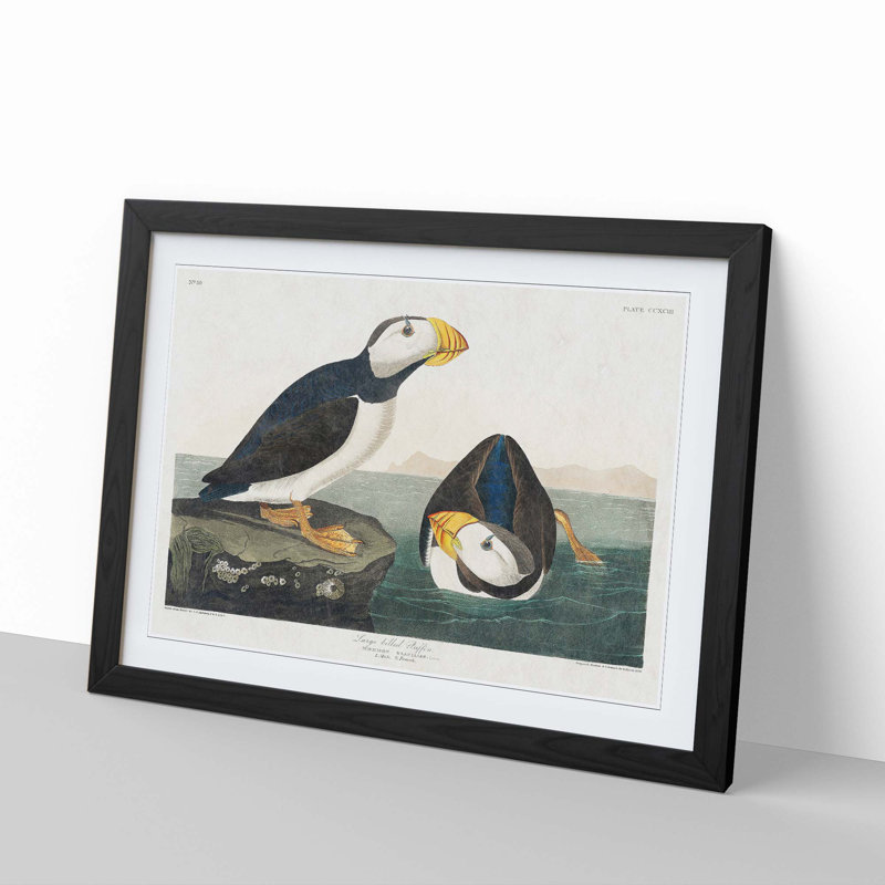 Atlantic Puffins by John Audubon - Single Picture Frame Painting, 45cm H x 63cm W x 2cm D, Black Framed