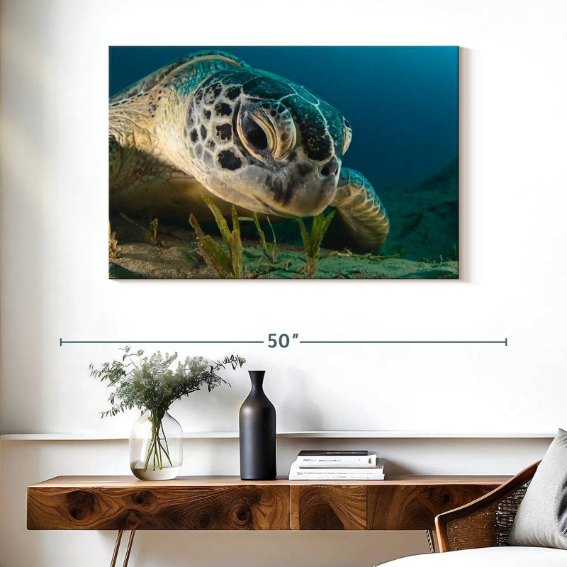 Brampt Sea Turtle Close Up