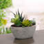Faux Succulent Plant in Pot