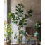 Arbre de figues artificiel en pot-128190450