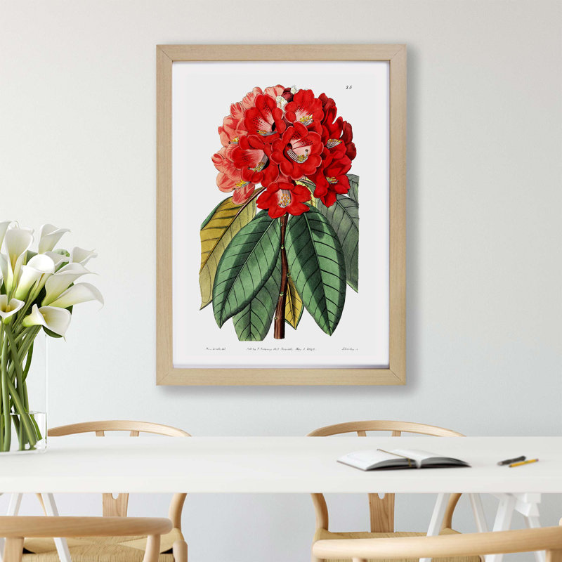 Red Rhododendron Flowers - Framed Print, 24cm H x 33cm W x 2cm D, Oak