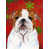 Bouledogue (brun et blanc)