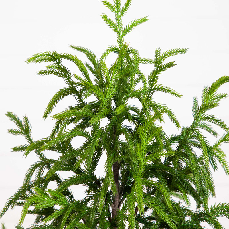 Pin artificiel Norfolk, 4'