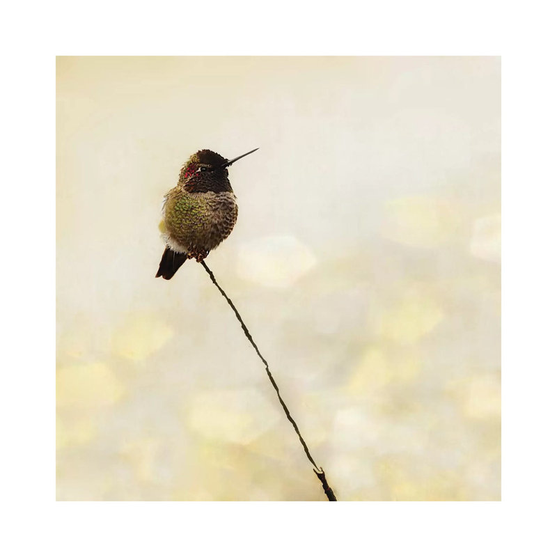 Hummingbird by MScottPhotography - Wrapped Canvas Print, 66.04 cm H x 66.04 cm W