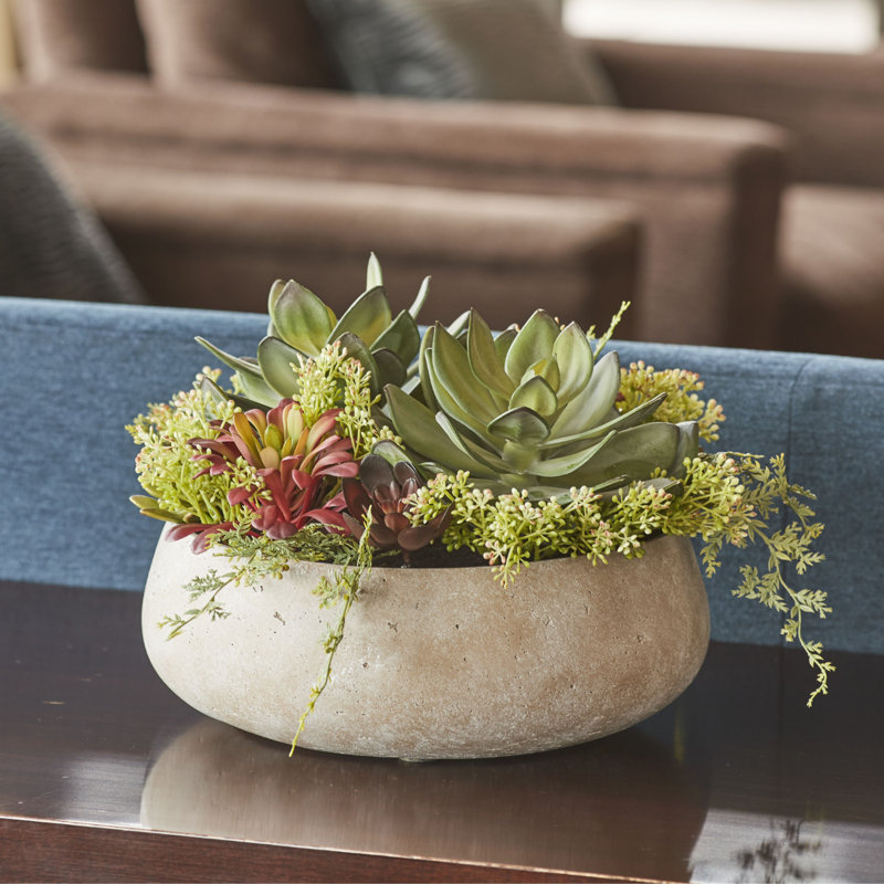 PLANT 14IN Round Succulent Arrangement, Natural Pot, Beige