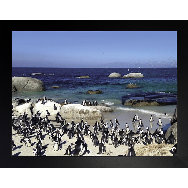 Pingouin paradis - photographie, H 13,5 po x l 16,5 po x P 1,25 po, Papier encadré noir, Pas de tapis