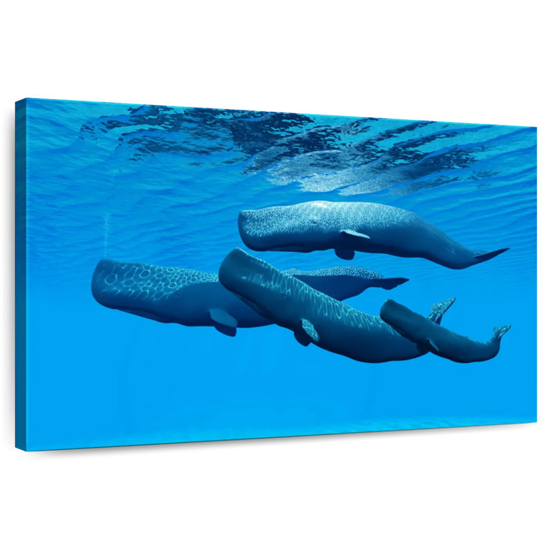 Brampt Sperm Whale Pod