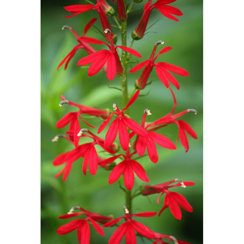 Cardinal fleur - Photographie sur toile tendue, H 12 po x l 8 po
