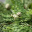 Artificial Pine and Berry Wreath-1938449156