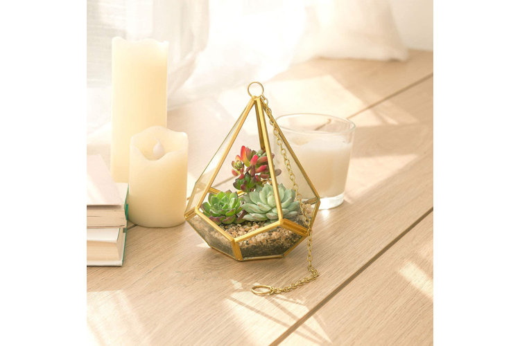 plant terrarium with succulents and glass planter
