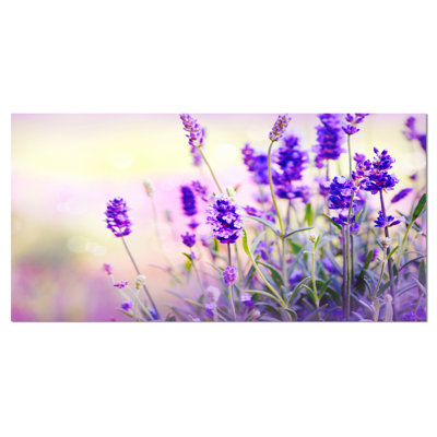 Mauve champ de lavande - impression sur toile tendue