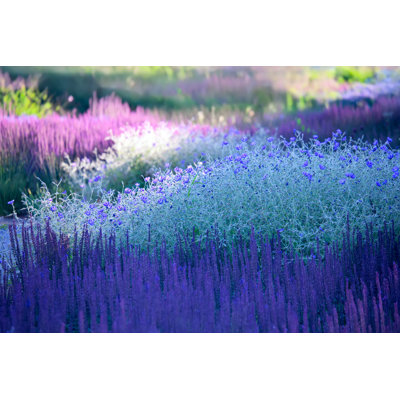 Blossoming Plants - Landscape - Photographie sur toile tendue