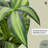 Artificial Dracaena Plant Tropical Palm Tree-2145907213