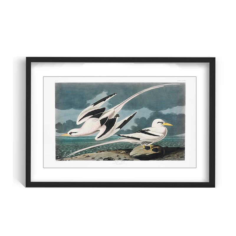Nature Inspired Tropic Bird From Birds Of America (1827), 16" H x 24" W