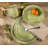 Siena 16pcs Dinnerware Set-87362368