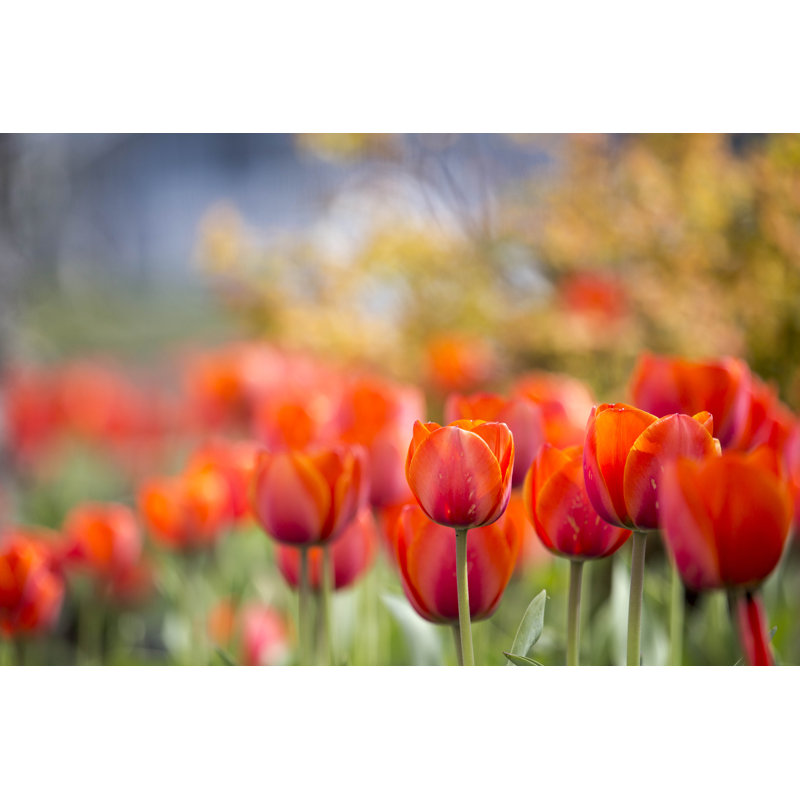 Red Tulips by Christilaliberte - Wrapped Canvas Print, 30cm H x 46cm W x 3.8cm D