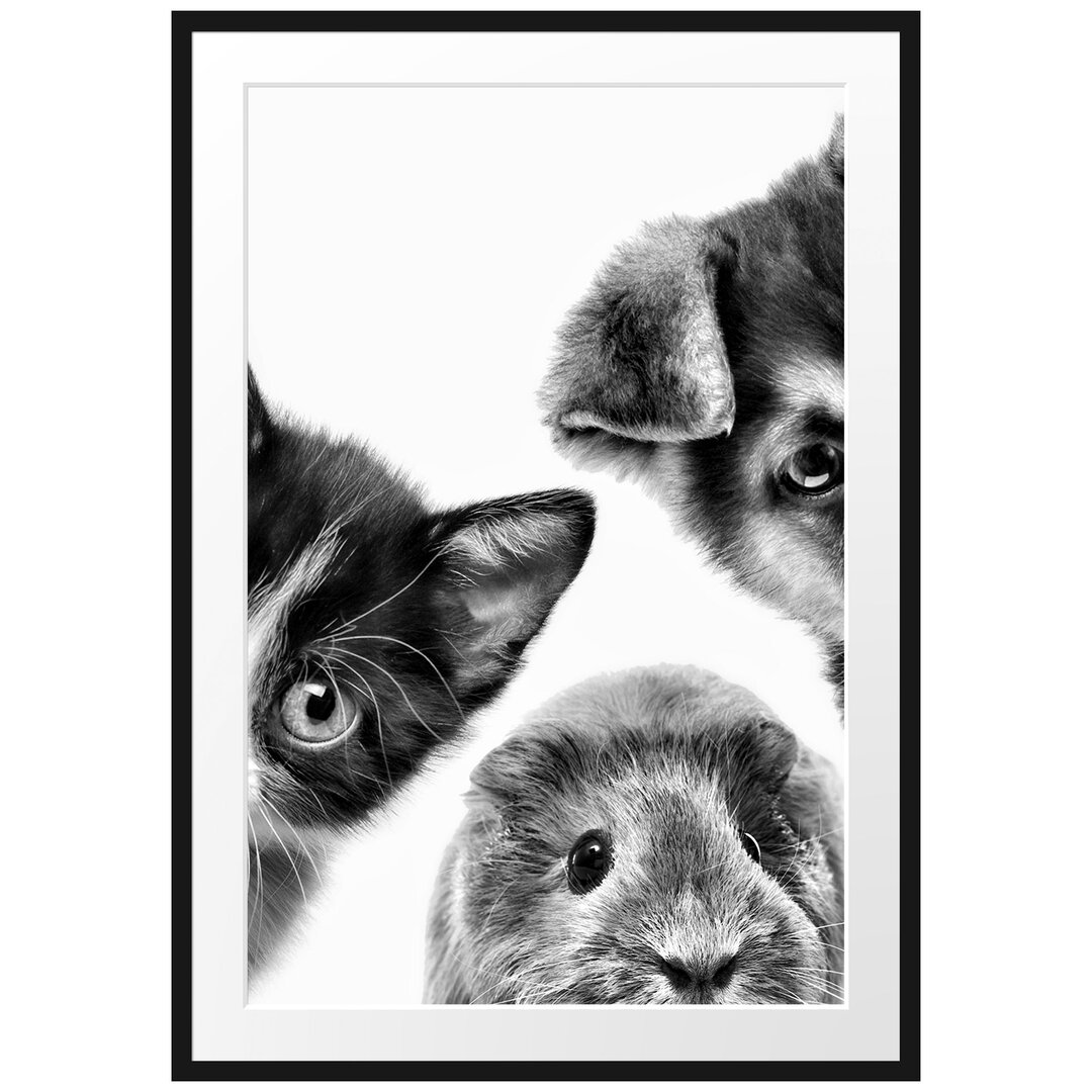 Gerahmtes Poster Trio Hund Katze Meerschwein