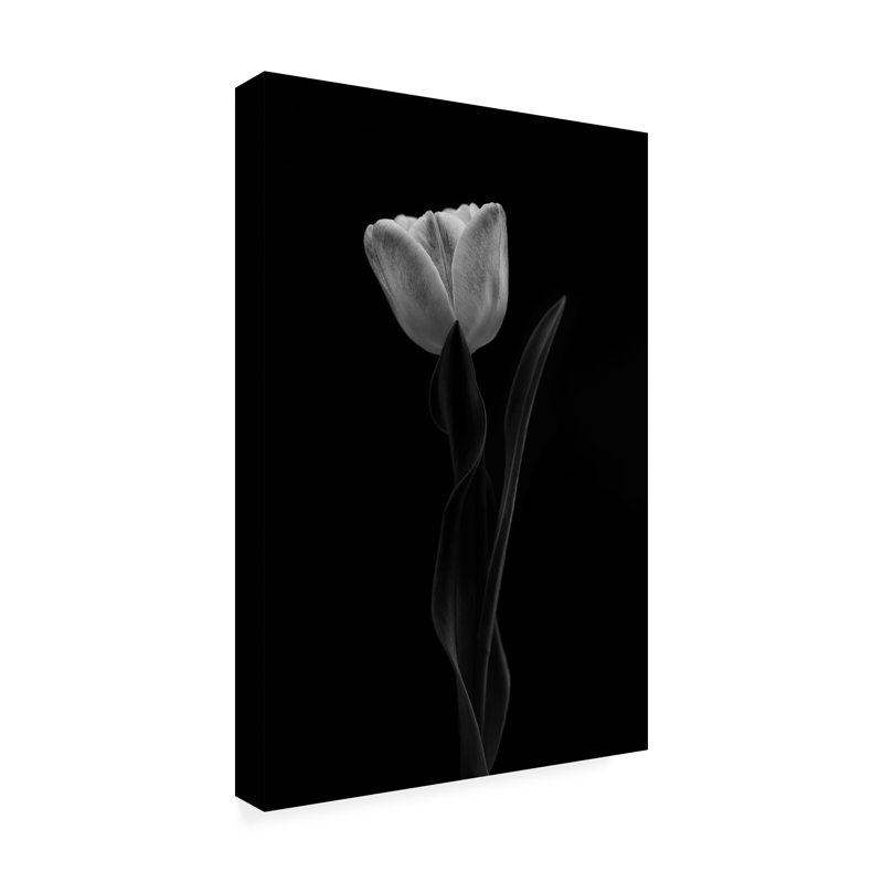 Tulipe, H 19 po x l 12 po x P 2 po