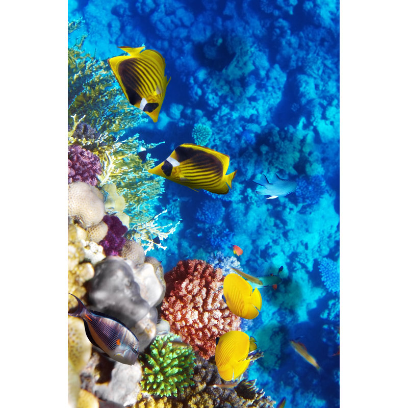 Coral And Fish In Sea by VitalyEdush - Wrapped Canvas Print, 46cm H x 30cm W