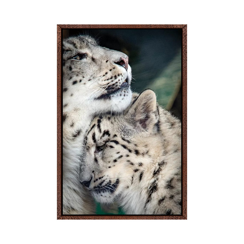 Snow Leopard Mother And Cab by Nik Rave - Print on Canvas, Classic Brown Wood Framed, 66.04cm H x 45.72cm W x 3.81cm D