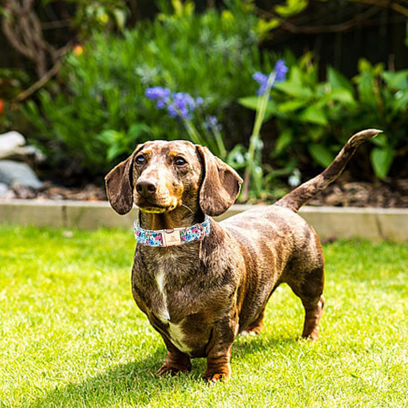 Dog Collar Flower Dogs Collar Spring Summer Cute Collars Dog Girl Or Boy Soft Durable Adjustable Dog Collars For Medium Dogs Pet Gift