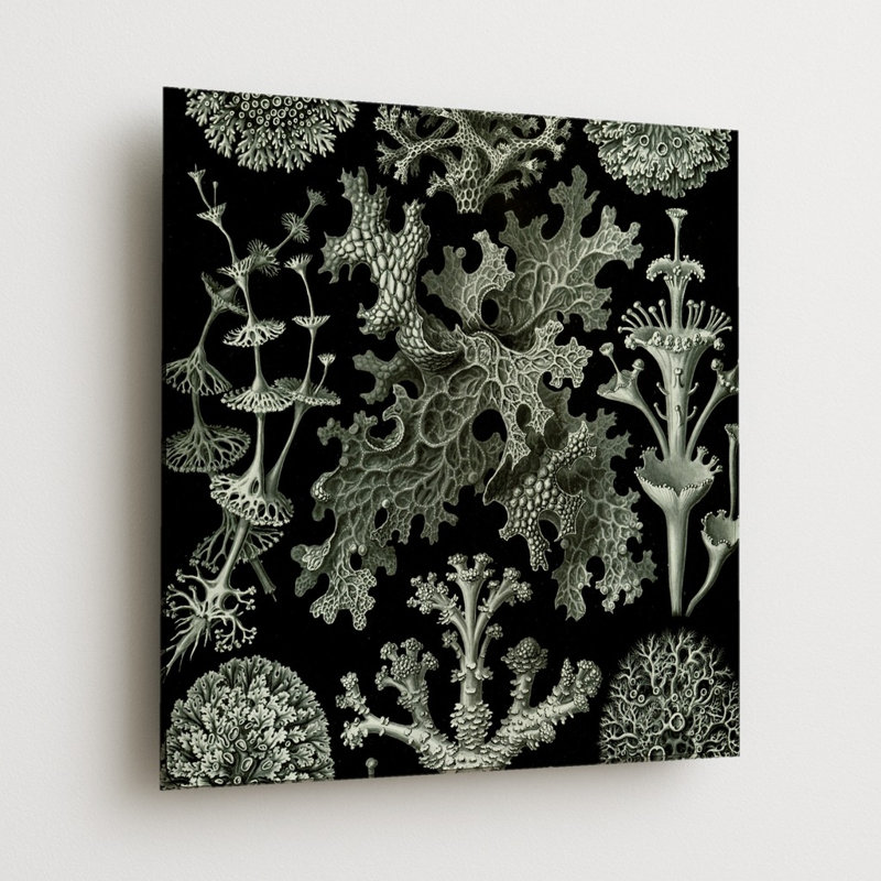 Lichenes, planche 83 (1904) — Décoration murale carrée en métal, H 12 po x l 12 po