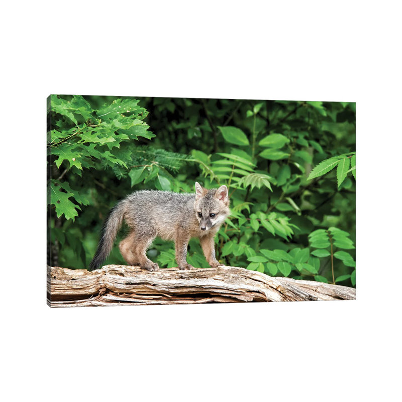 États-Unis, connexion de la faune du Minnesota, Sandborn, Minnesota. «A Grey Fox Kit Stands on a Fallen Tree» par Deborah Winchester - photographie sur toile tendue
