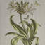 «Herbal Botany», ensemble de 4 toiles encadrées avec illustrations botaniques