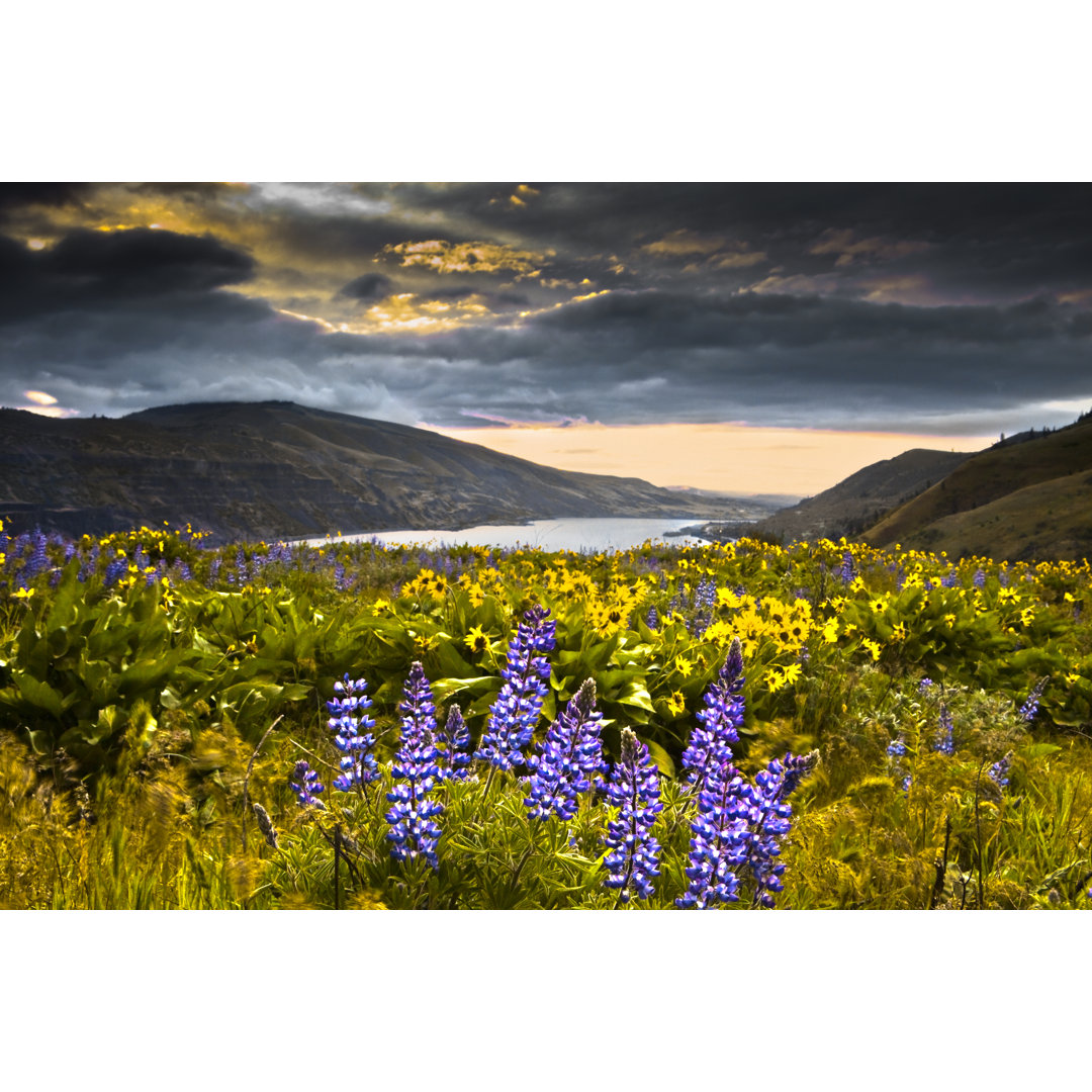 Lupinen-Wildblumen in der Columbia-Schlucht