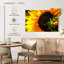 Harnek magnifique tournesol-107841858