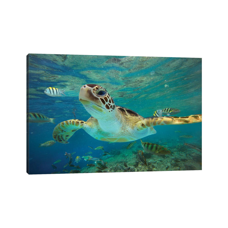 Green Sea Turtle, Balicasag Island, Philippines Ii 1 Piece Wrapped Canvas Wall Art, 66.04 cm H x 45.72 cm W x 1.91 cm D