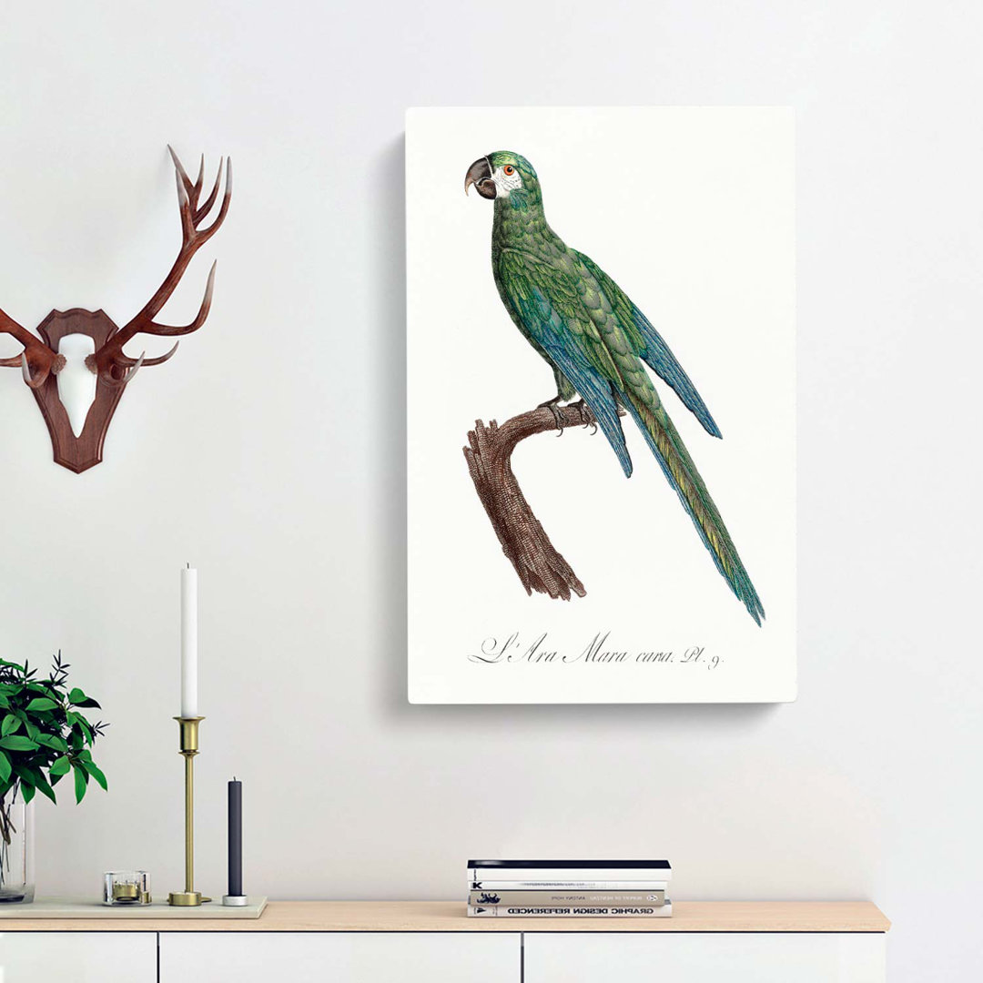Blue-Winged Macaw Parrot by F. Levaillant - Wrapped Canvas